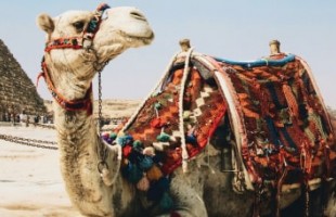 Горящие туры в Египет из Алматы
