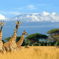 Экскурсии Танзании