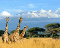 Экскурсии Танзании